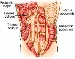 Abdominal Muscles Female