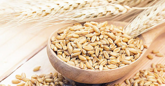 Barley a Good Option to Manage Your Appetite
