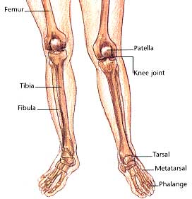 Patella Chondromalacia