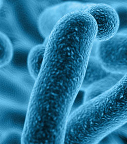 Gut bacteria that protect against food allergies identified