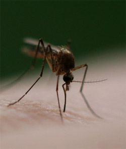 Mefloquine fails to replace SP for malaria prevention during pregnancy