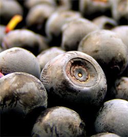 Wild blueberries (bilberries) can help tackle adverse effects of high-fat diet 