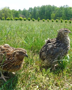 Researchers are studying 'quail' to understand human sexuality: Japanese Study   