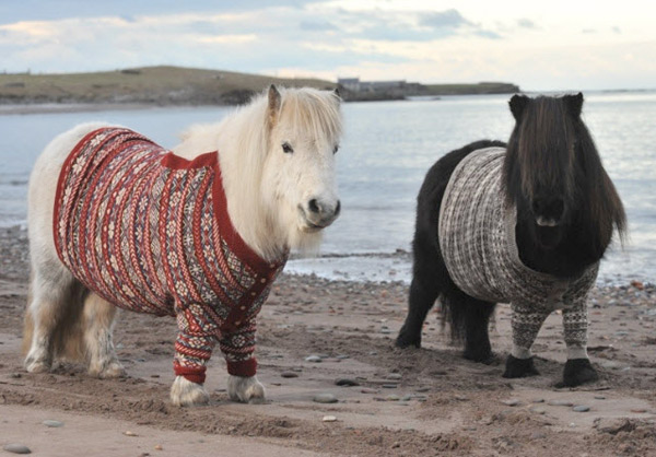 Shetland-pony-midge