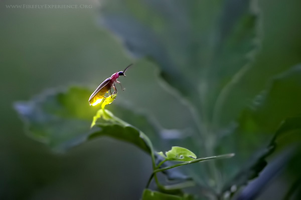 Light-fireflies