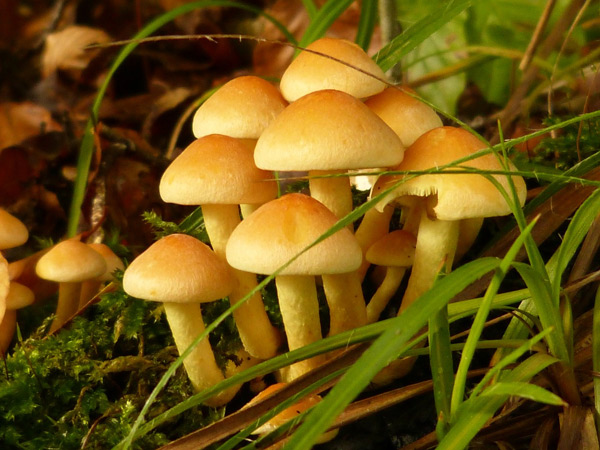 Fungi-may-lead