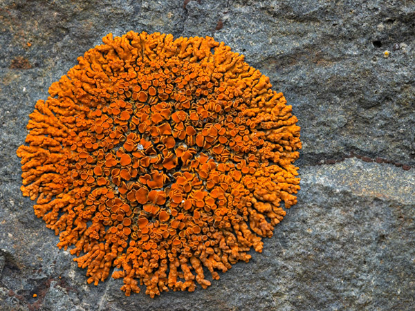 Orange-lichens