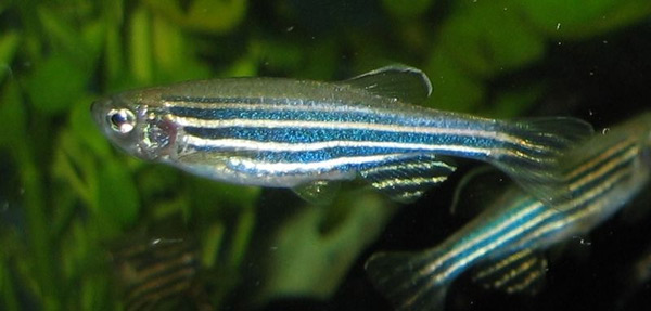 Zebrafish-study