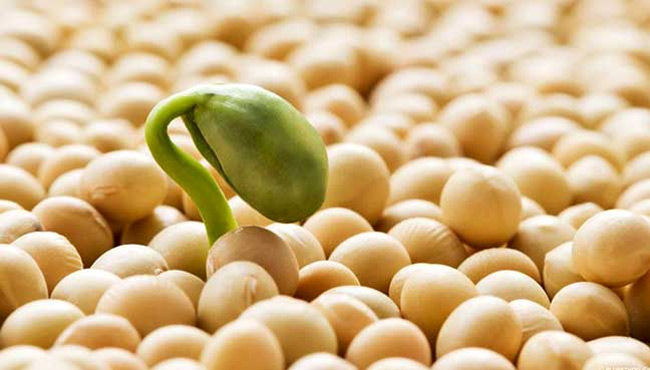 Soy-supplements