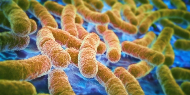 Gut-bacteria
