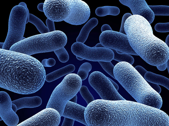 How-gut-bacteria