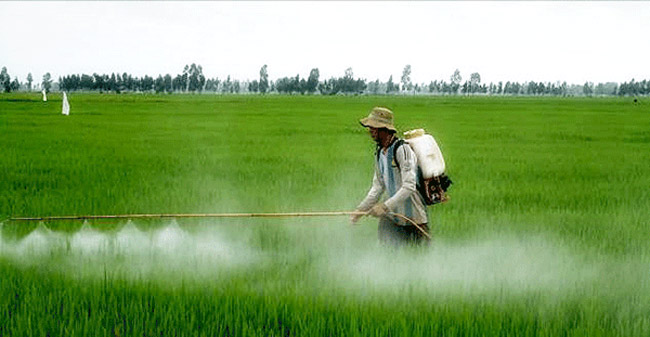 Pesticide-DDT1