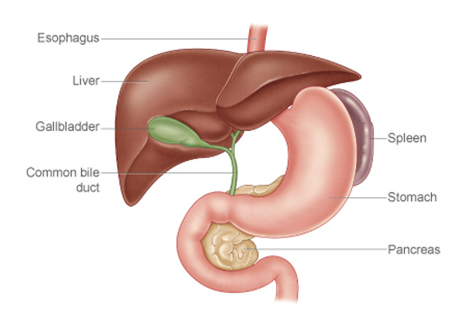 Removing-gall-bladder