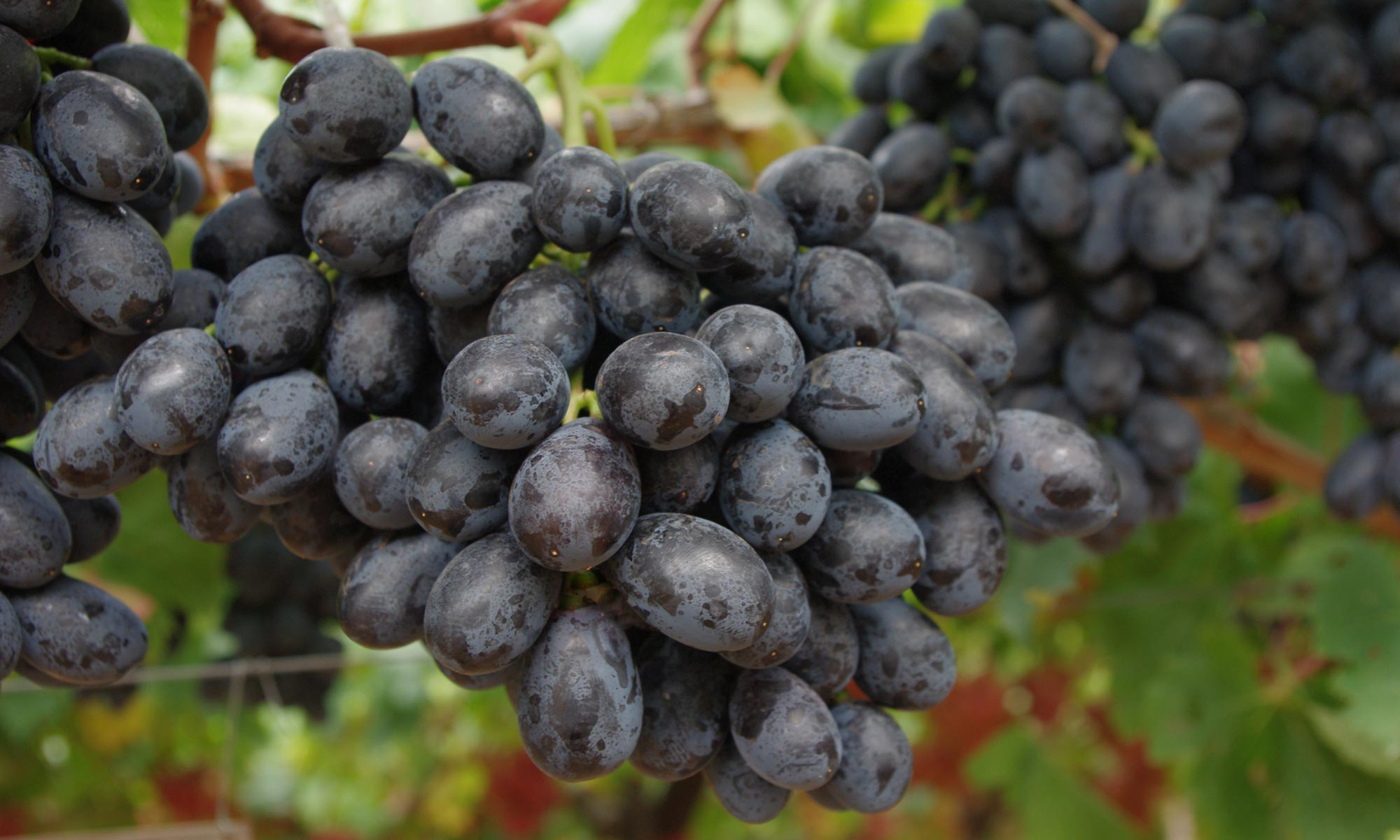 страшенский виноград фото