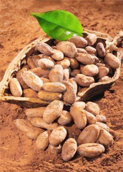 Cacao Beans: Food of the Gods