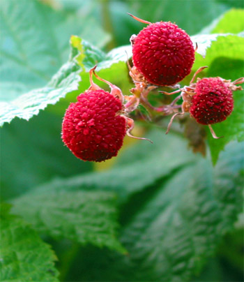 thimbleberries benefits womenfitness