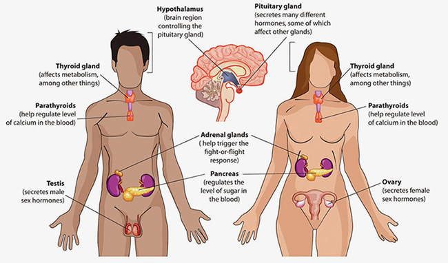 The Amazing Human Body: All About the Two Major Types of Glands 
