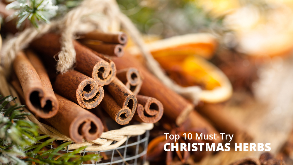 Top 10 Must-Try Christmas Herbs