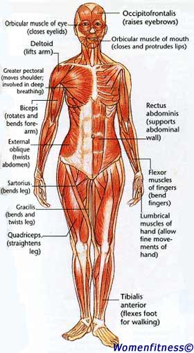 Muscle Map