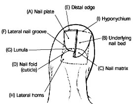 Ingrown Toe Nail