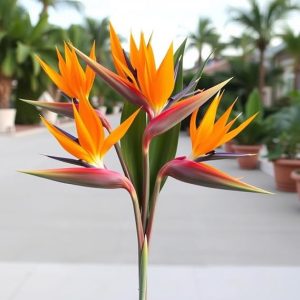 KaBloom PRIME NEXT DAY DELIVERY - Summer Collection - 20 Birds of Paradise