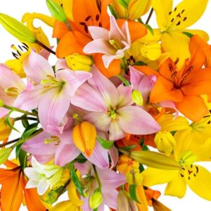 KaBloom PRIME NEXT DAY DELIVERY-Summer Collection-20 Rainbow Lilies Without Vase