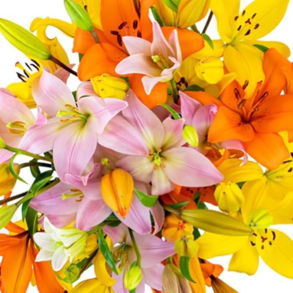 KaBloom PRIME NEXT DAY DELIVERY-Summer Collection-20 Rainbow Lilies Without Vase