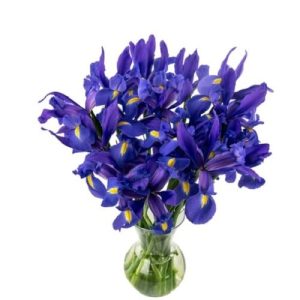 KaBloom PRIME NEXT DAY DELIVERY - Fall Collection - 20 Iris Telstar Blue - With Vase| Gift