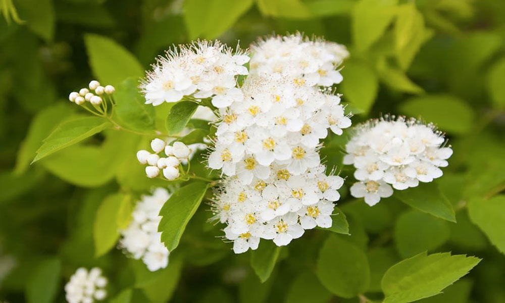 Meadowsweet - Women Fitness