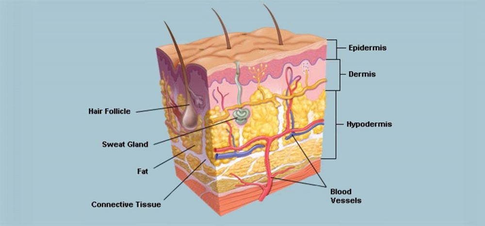 Herbs to Melt Away Cellulite - Women Fitness