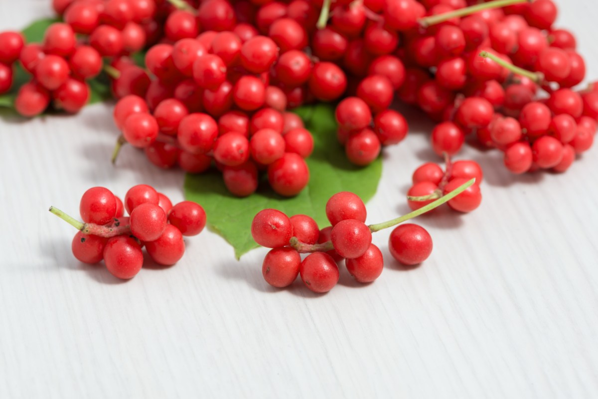 schisandra-the-multi-beneficial-longevity-herb-women-fitness