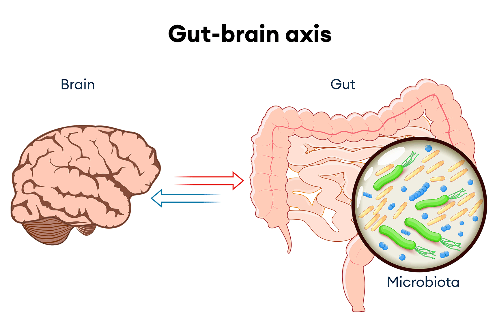 Blueberries and Brain Health: Unlocking the Power of the Gut-Brain Axis